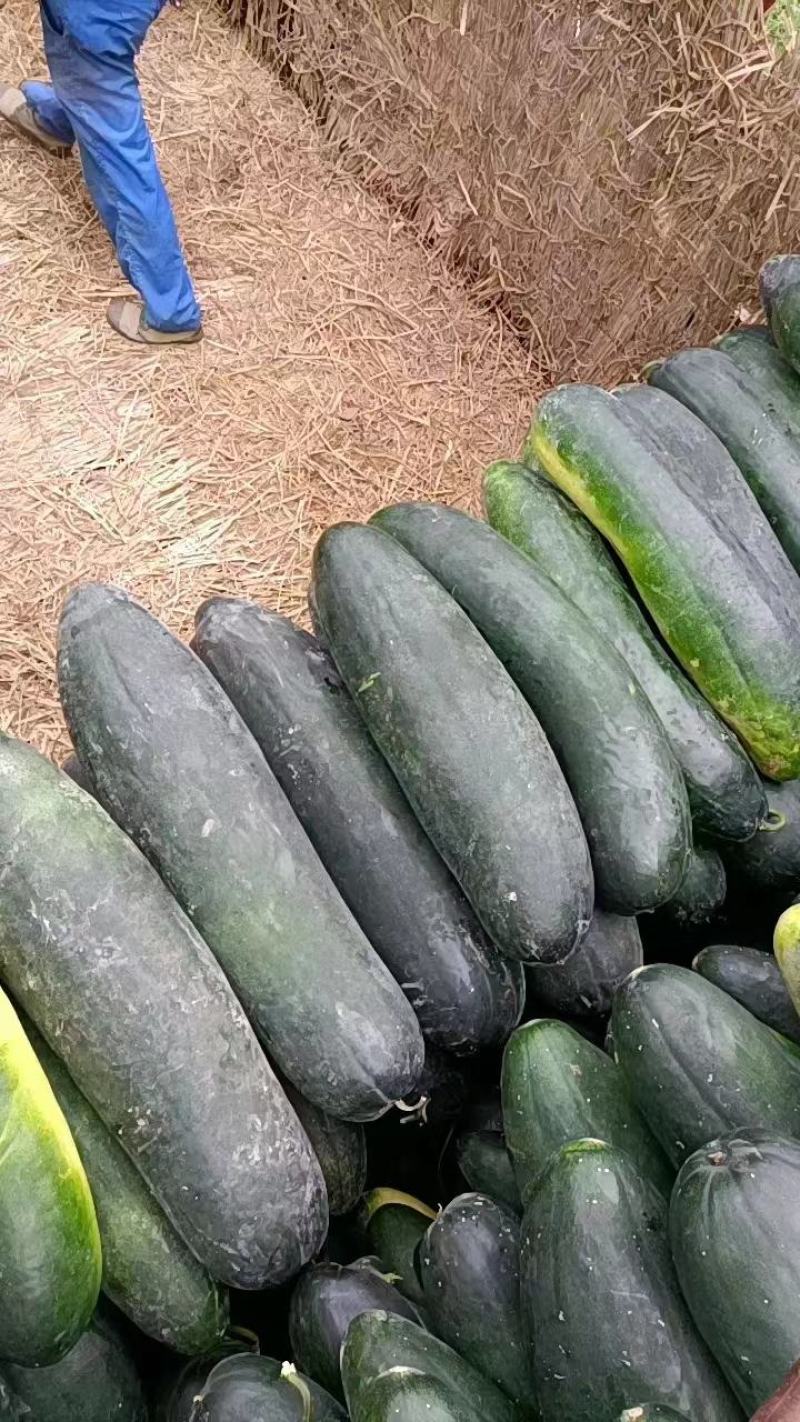 《兴蔬黑鲨》黑皮冬瓜种子个大品质好产量高欢迎致电咨询