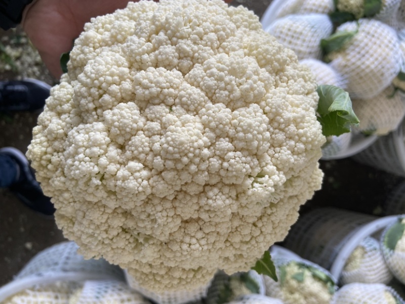 精品松花菜菜花白面青梗有机花菜原产地发货货源充足