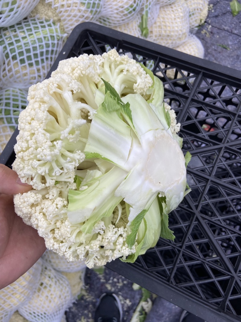 精品松花菜菜花白面青梗有机花菜原产地发货货源充足