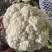 精品松花菜菜花白面青梗有机花菜原产地发货货源充足