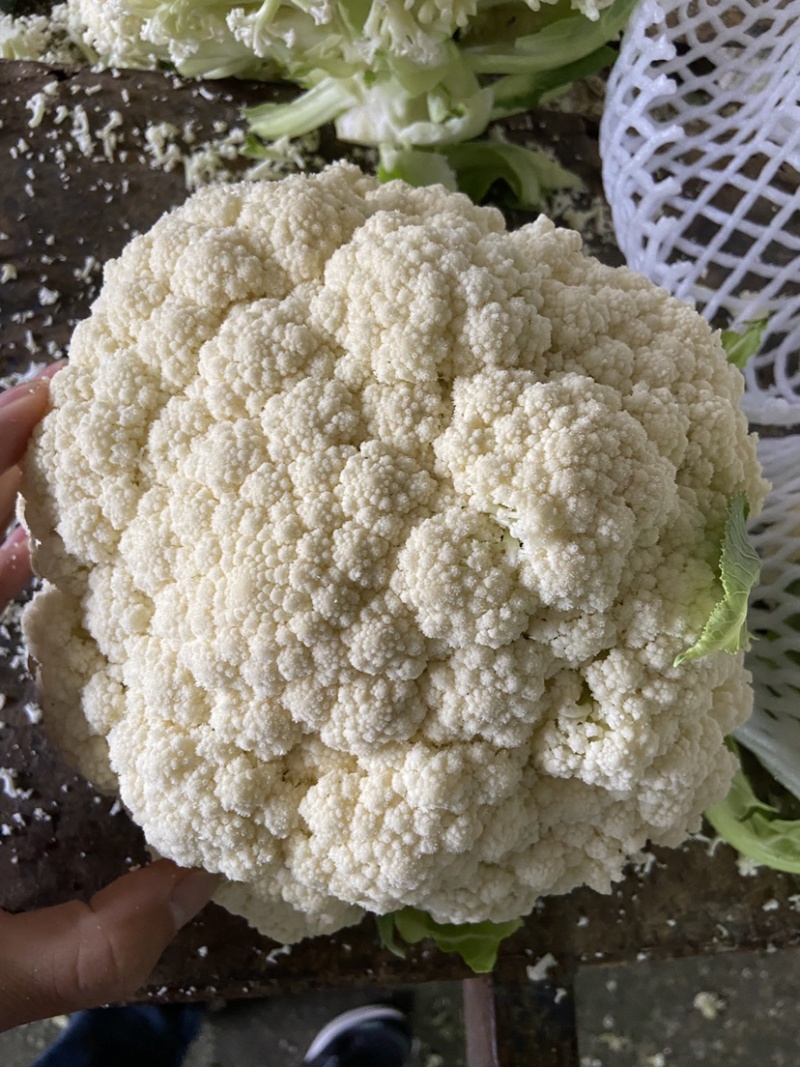 精品松花菜菜花白面青梗有机花菜原产地发货货源充足
