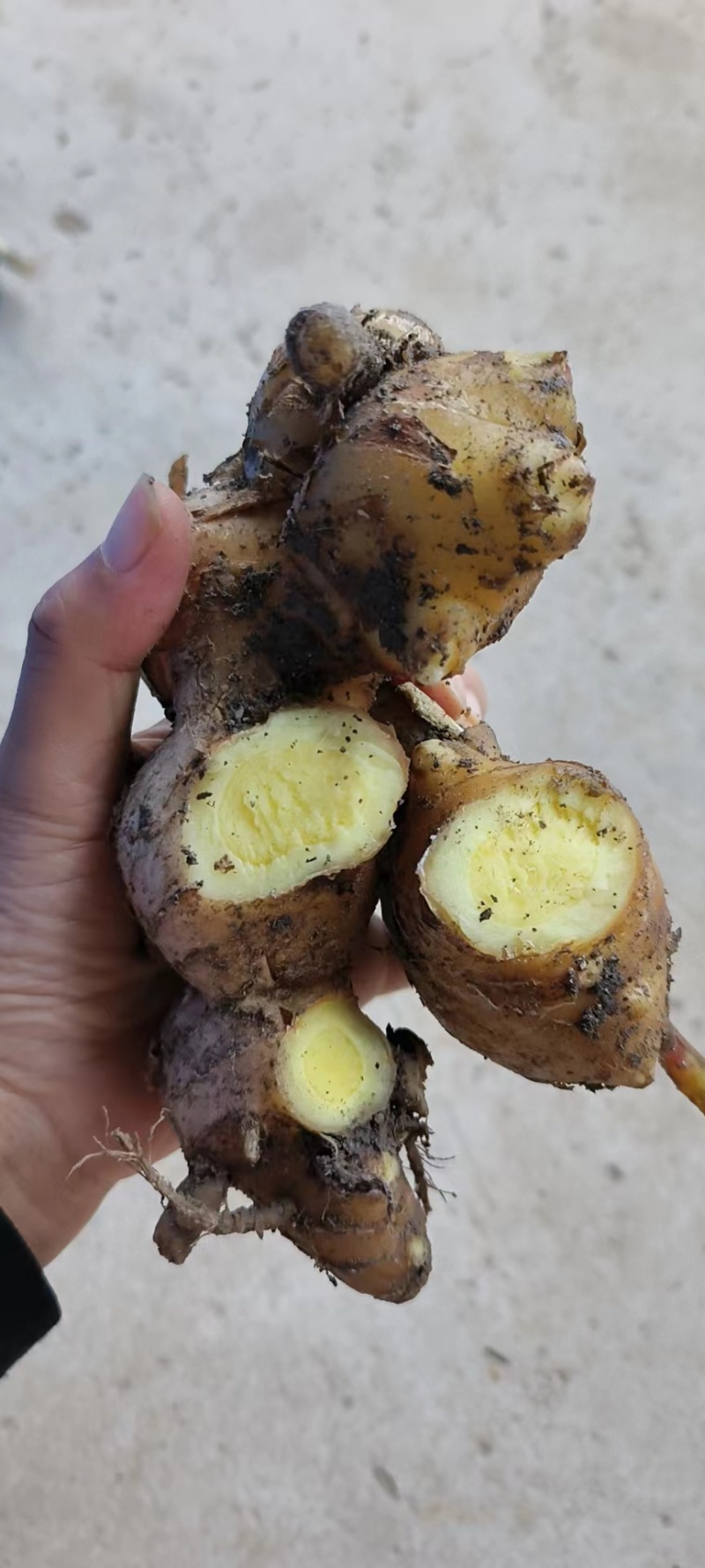 精品小黄姜，产地一手货源，大量供应………………