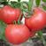 水果番茄苗水果西红柿苗西红柿苗沙瓤西红柿苗免费技术指导