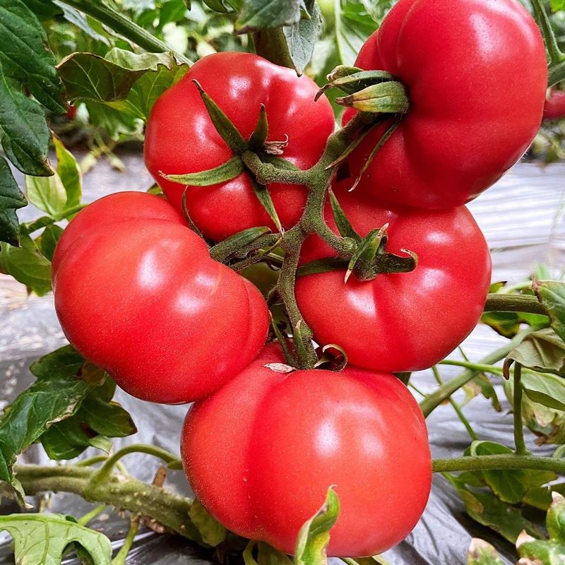 水果番茄苗水果西红柿苗西红柿苗沙瓤西红柿苗免费技术指导