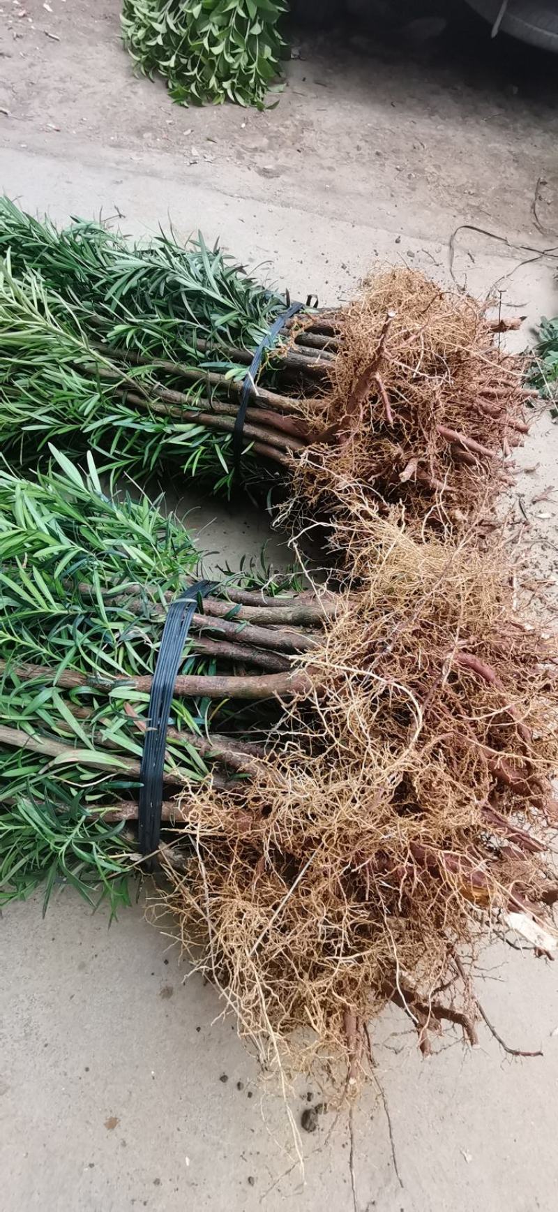 大量供应罗汉松树苗，中叶罗汉松小苗1-3年苗