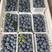 蓝莓，青岛蓝莓，暖棚L25，云雀，L，F6奥尼尔，绿宝石