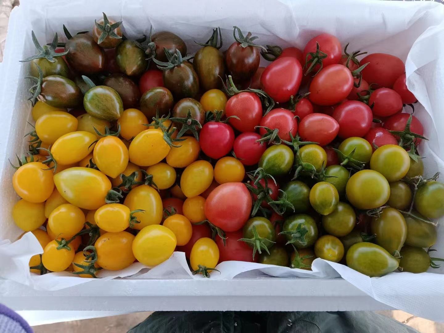 绿色圣女果切面展示