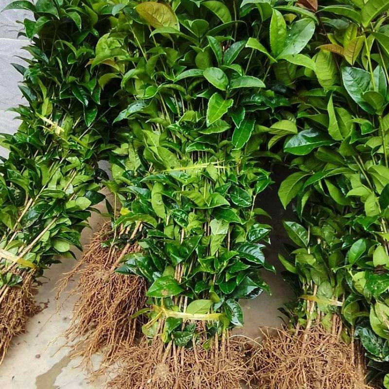 桂花苗八月桂浓香型桂树苗桂花苗1年苗2年苗3年苗规格齐全