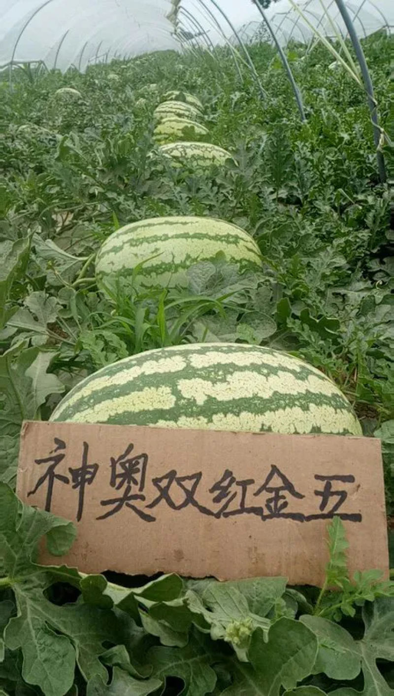 双红金五西瓜种子品质大果甜如初恋高回购咨询有优惠