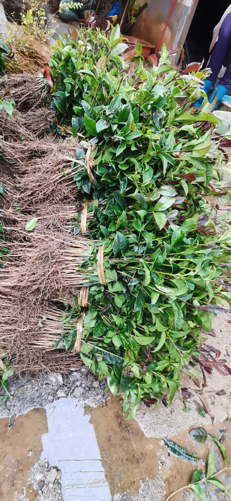 桂花苗八月桂浓香型桂树苗桂花苗1年苗2年苗3年苗规格齐全