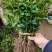 桂花苗八月桂浓香型桂树苗桂花苗1年苗2年苗3年苗规格齐全