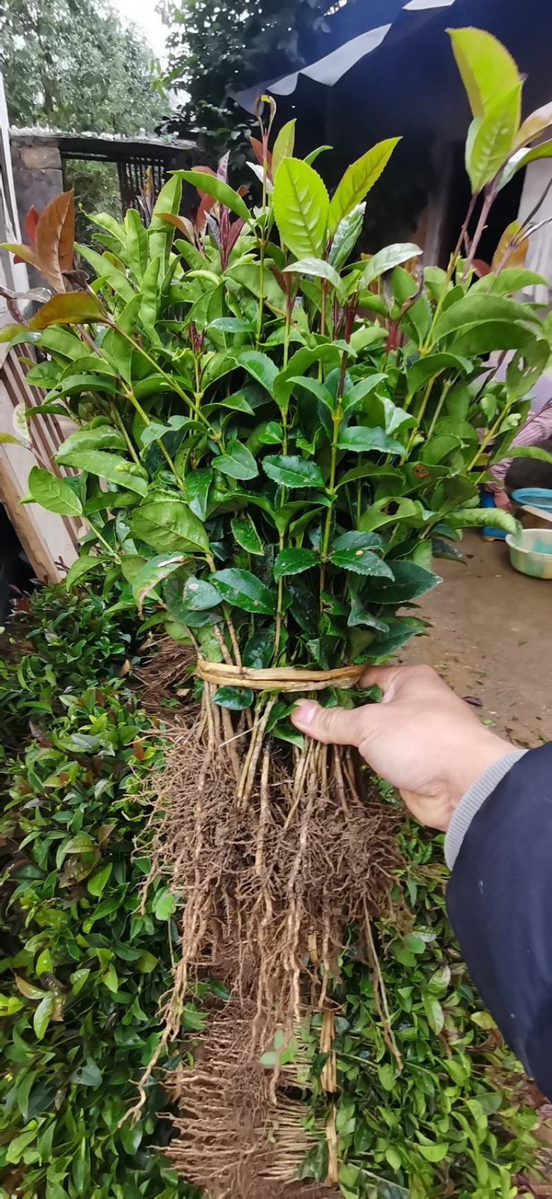桂花苗八月桂浓香型桂树苗桂花苗1年苗2年苗3年苗规格齐全
