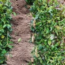 供应桂花苗一至三年生的桂花小苗八月桂树苗金桂苗占地绿化树