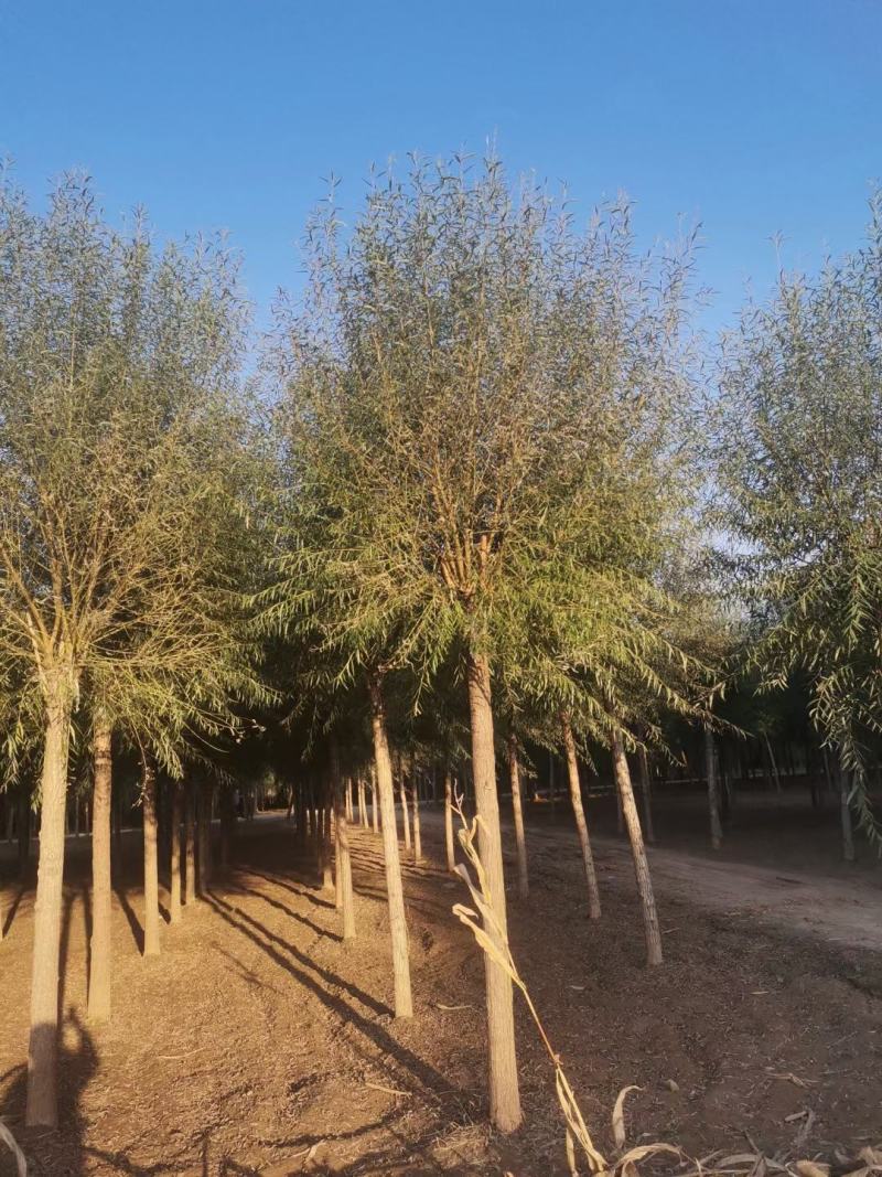 8--20公分馒头柳，苗圃直供，一手货源，量大价低