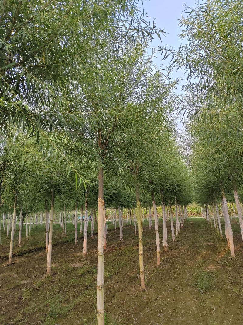 8--20公分馒头柳，苗圃直供，一手货源，量大价低