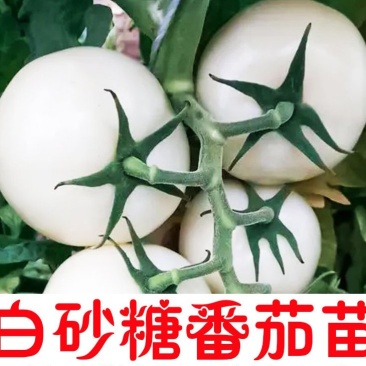 白砂糖番茄苗白色西红柿苗直播苗嫁接苗免费技术指导包回收