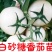 白砂糖番茄苗白色西红柿苗直播苗嫁接苗免费技术指导包回收
