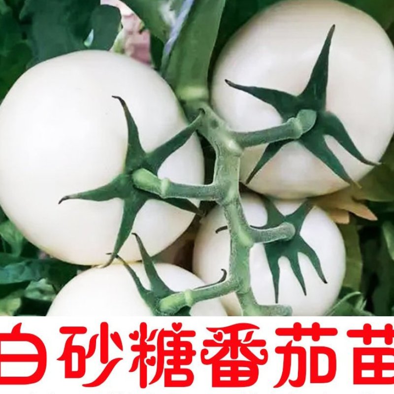 白砂糖番茄苗白色西红柿苗直播苗嫁接苗免费技术指导包回收