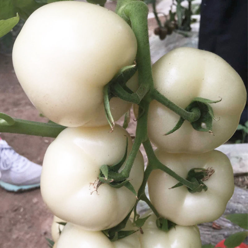 白砂糖番茄苗白色西红柿苗直播苗嫁接苗免费技术指导包回收