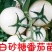 白砂糖番茄苗白色西红柿苗直播苗嫁接苗免费技术指导包回收