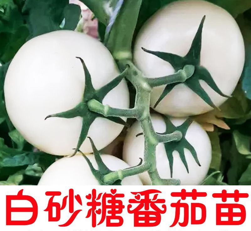 白砂糖番茄苗白色西红柿苗直播苗嫁接苗免费技术指导包回收