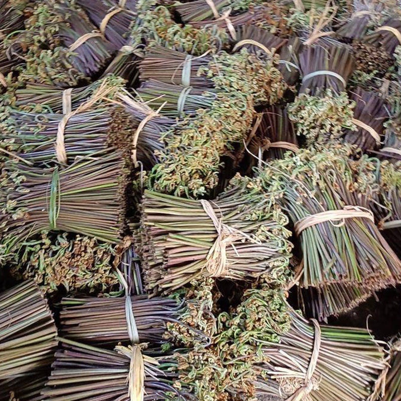 大量新鲜蕨菜供应批发市场每天几万斤
