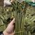 大量新鲜蕨菜供应批发市场每天几万斤