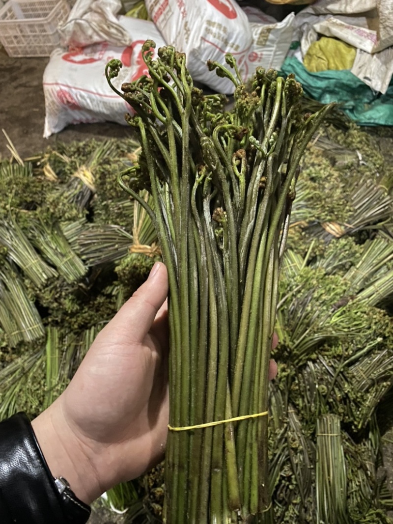 大量新鲜蕨菜供应批发市场每天几万斤