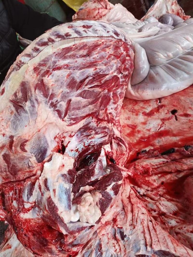 鲜驴肉，现宰现卖，物美价廉，全国各地都可以发货