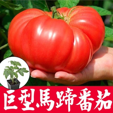 马蹄番茄苗巨型马蹄西红柿苗直播苗嫁接苗免费技术指导包回收
