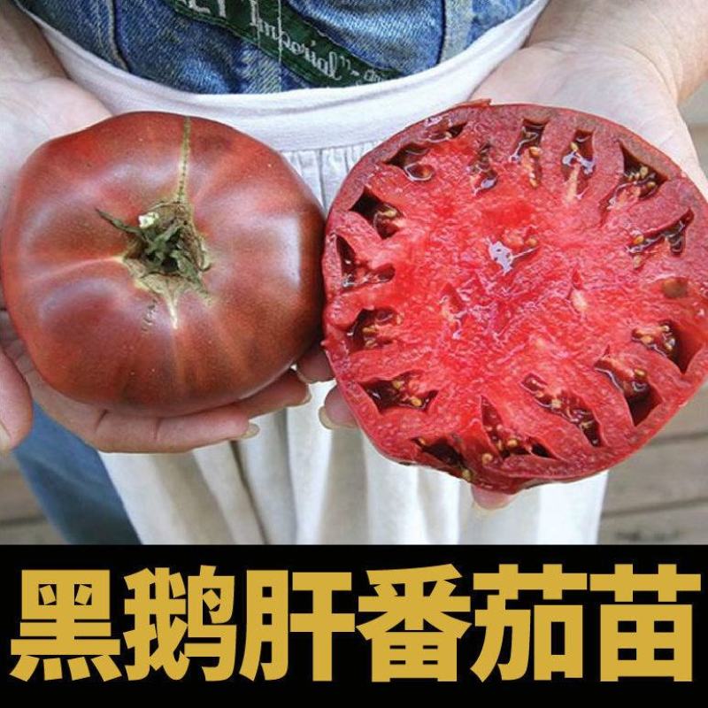 马蹄番茄苗巨型马蹄西红柿苗直播苗嫁接苗免费技术指导包回收