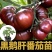 马蹄番茄苗巨型马蹄西红柿苗直播苗嫁接苗免费技术指导包回收
