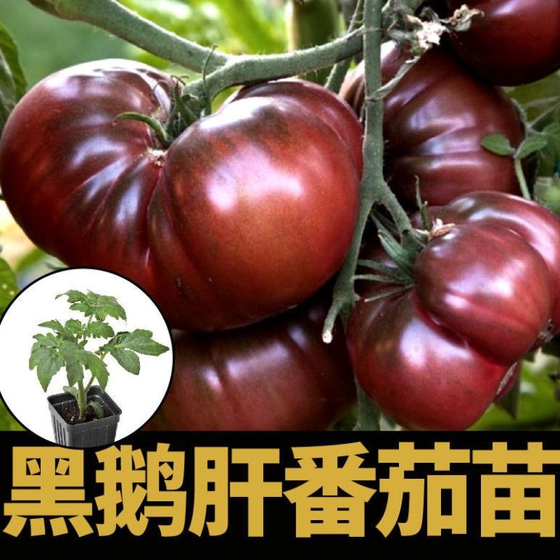 马蹄番茄苗巨型马蹄西红柿苗直播苗嫁接苗免费技术指导包回收