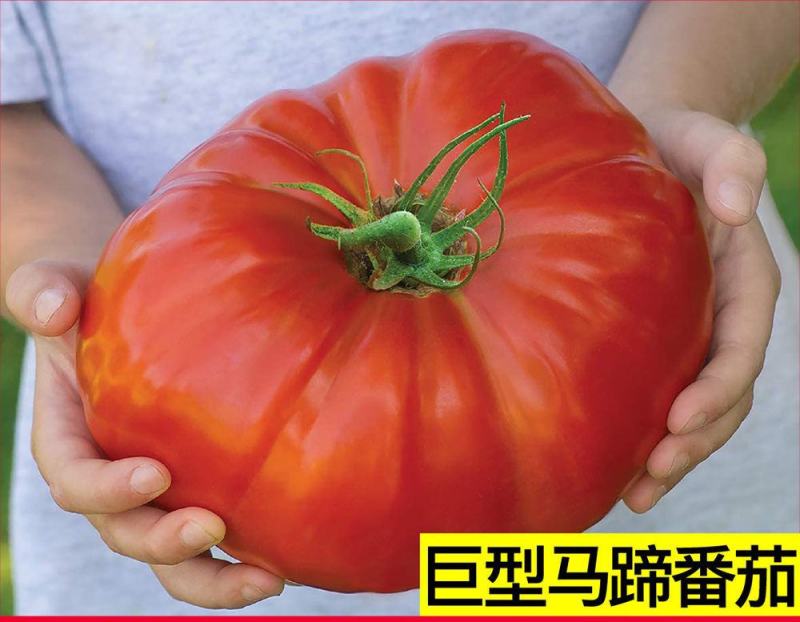 马蹄番茄苗巨型马蹄西红柿苗直播苗嫁接苗免费技术指导包回收