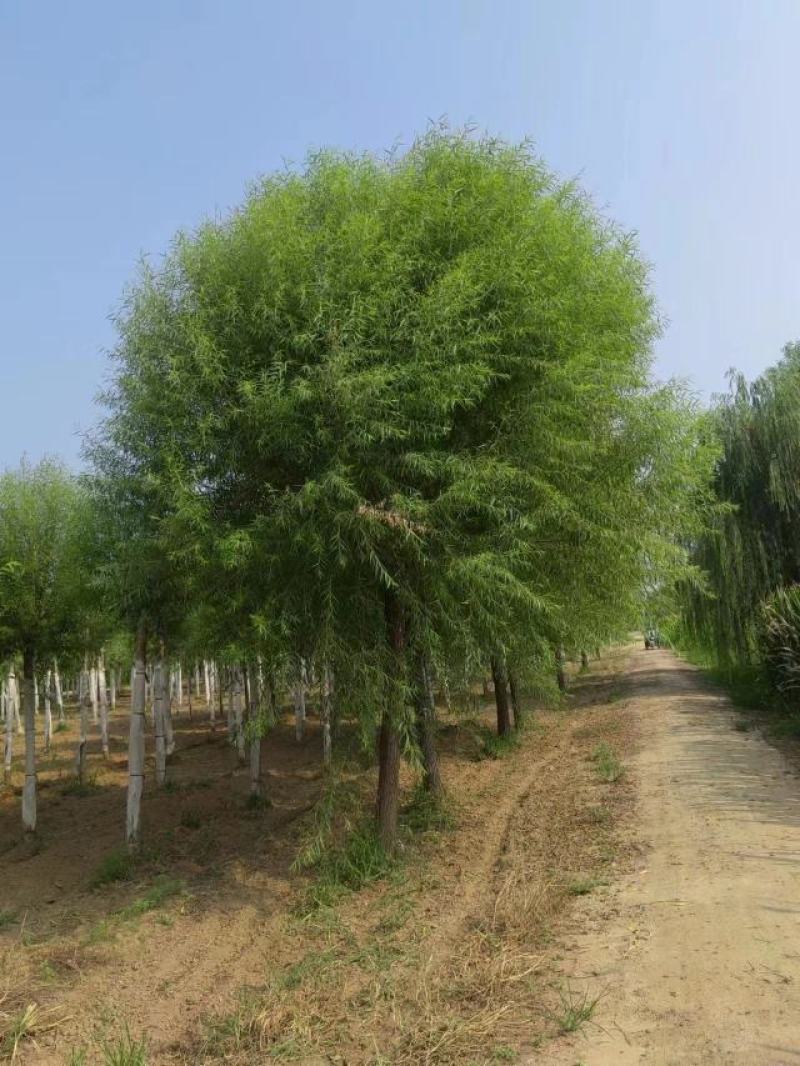 大量供应馒头柳，苗圃直供，一手货源。量大价低