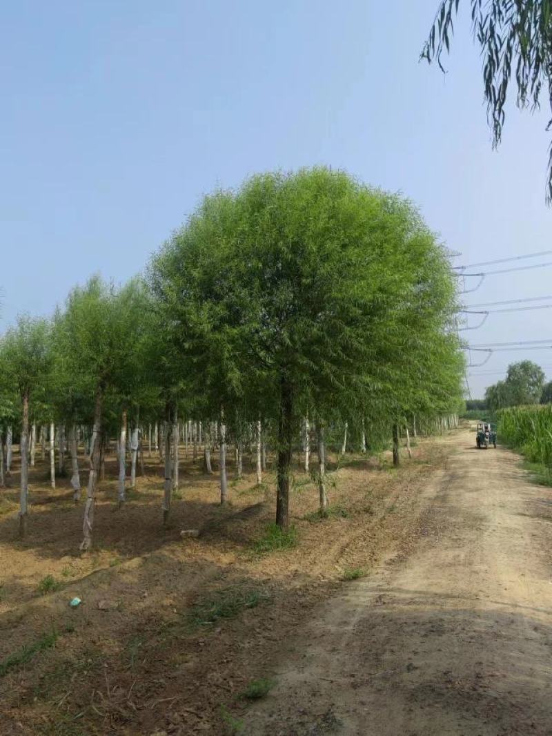 大量供应馒头柳，苗圃直供，一手货源。量大价低