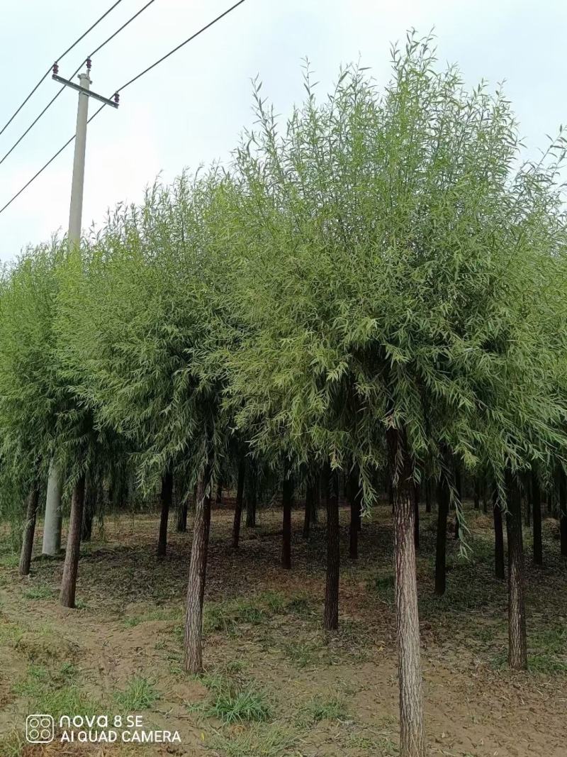 大量供应馒头柳，苗圃直供，一手货源。量大价低