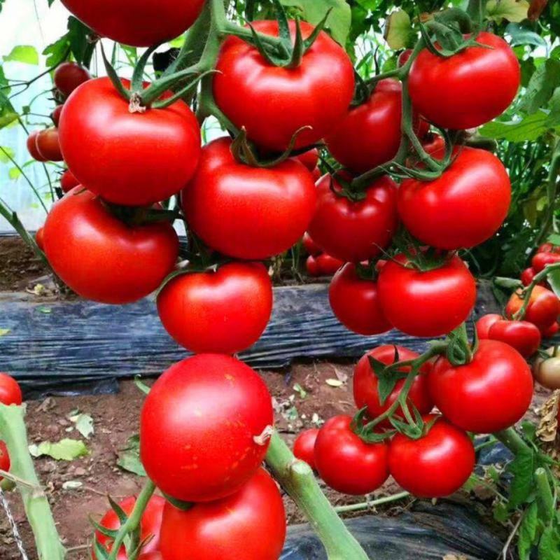 石头番茄苗石头西红柿苗直播苗嫁接苗免费技术指导包回收