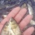 大头鱼苗
