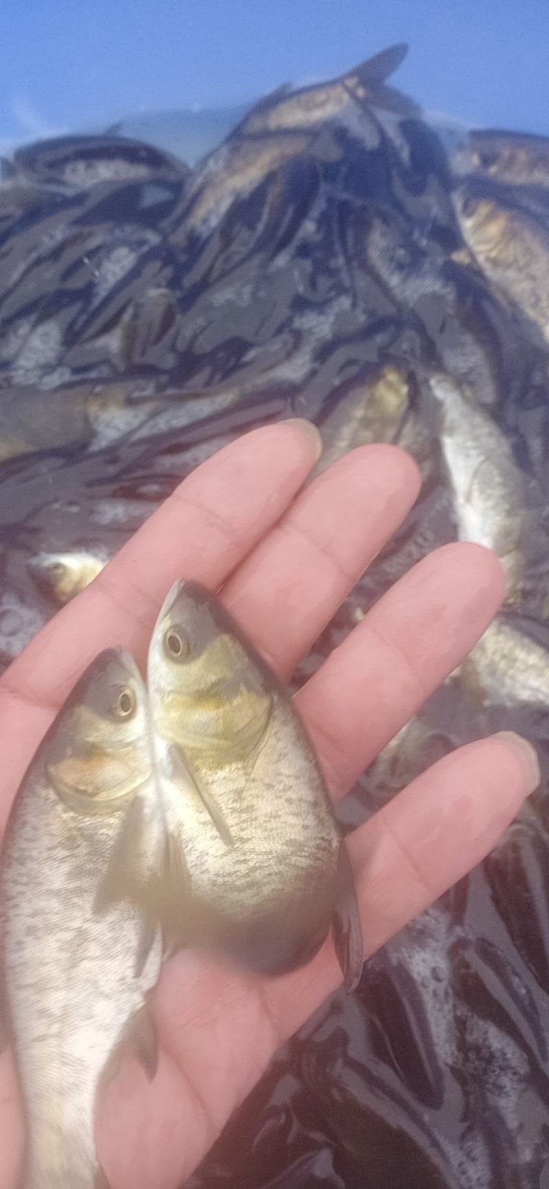 大头鱼苗