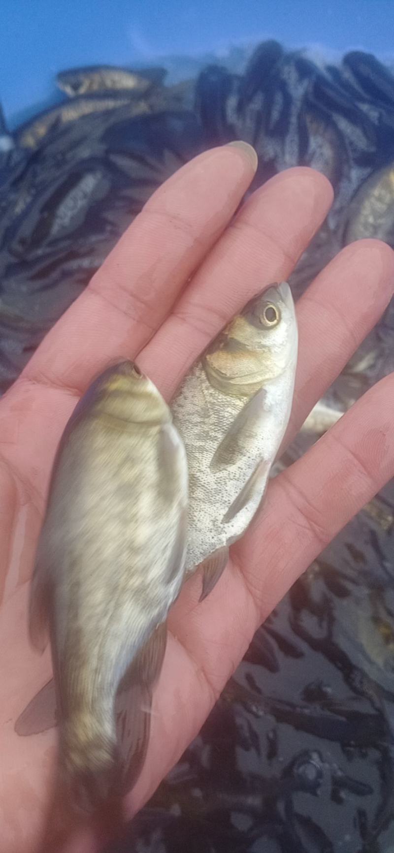 大头鱼苗