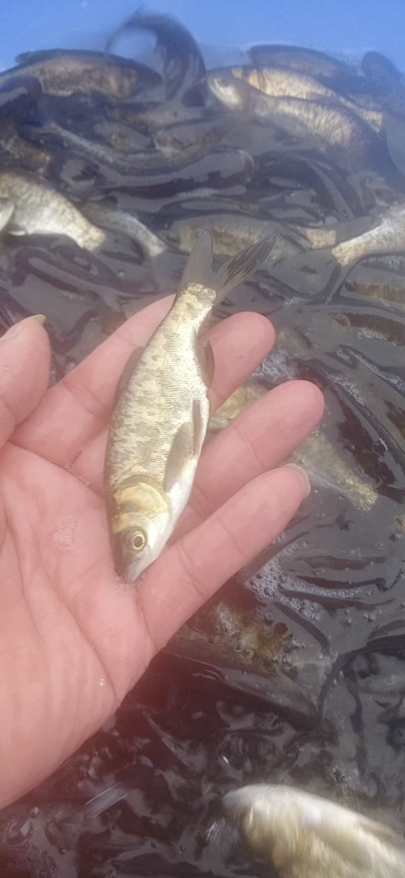 大头鱼苗