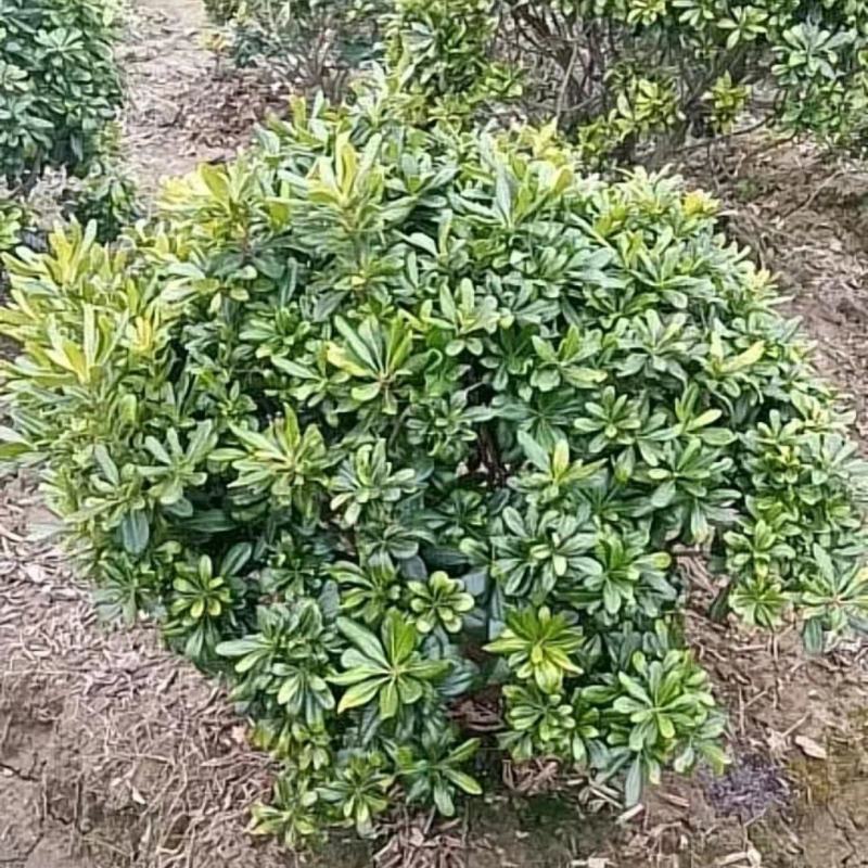 海桐树苗庭院行道四季常青绿化植物浓香海桐小苗绿篱笆围墙海