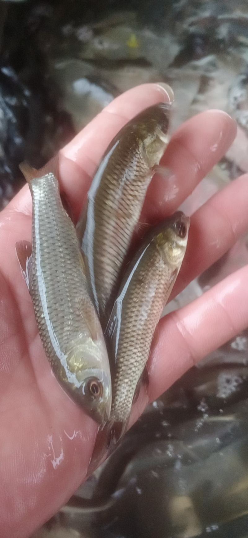 草鱼苗