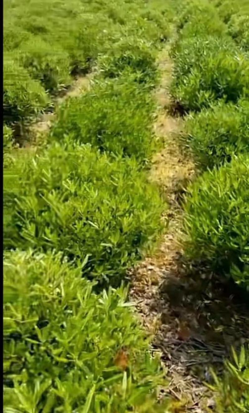 海桐树苗庭院行道四季常青绿化植物浓香海桐小苗绿篱笆围墙海