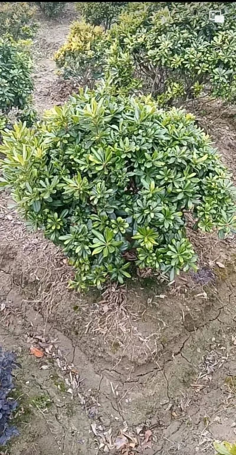 海桐树苗庭院行道四季常青绿化植物浓香海桐小苗绿篱笆围墙海