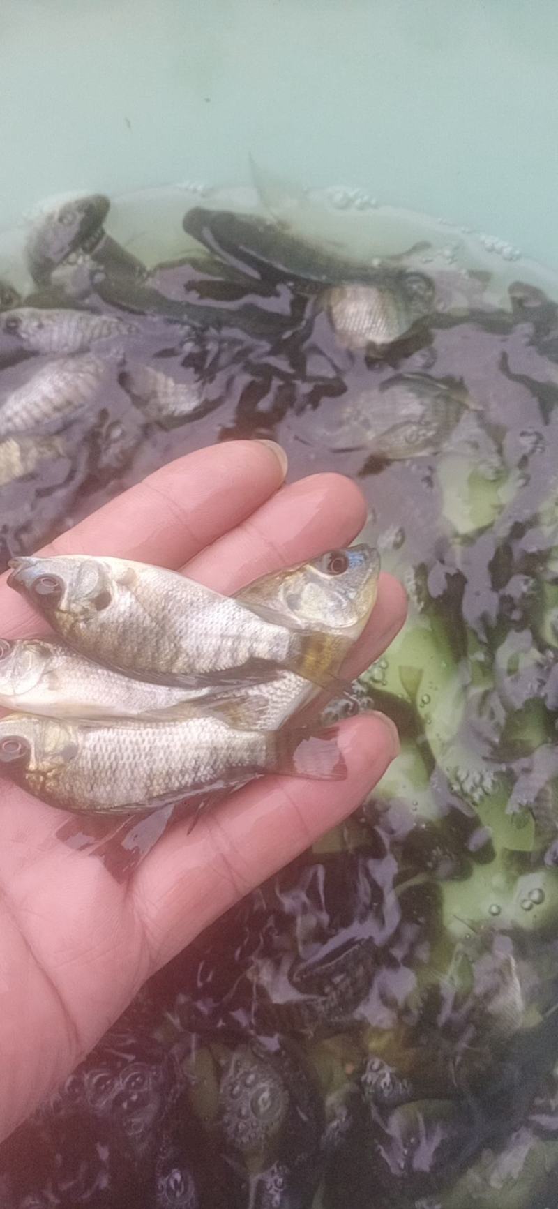 萝非鱼苗