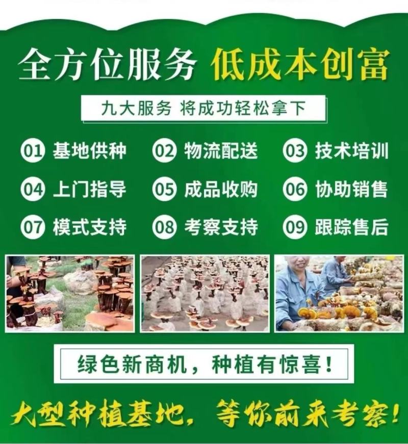 灵芝菌包家庭种植灵芝灵芝菌包基地回收成品