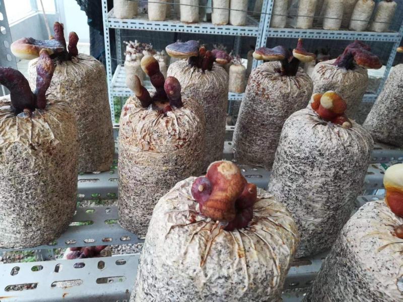灵芝菌包家庭种植灵芝灵芝菌包基地回收成品
