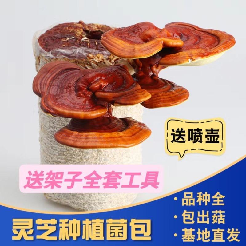 灵芝菌包家庭种植灵芝灵芝菌包基地回收成品